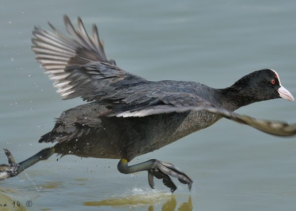 a toda velocidad Birding Doñana, Jaime Blasco