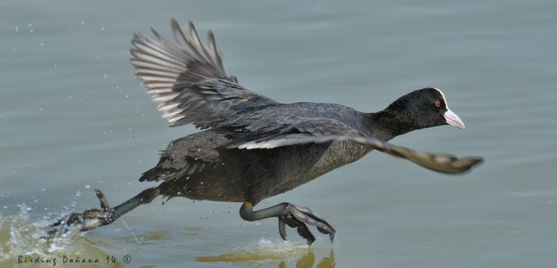 a toda velocidad Birding Doñana, Jaime Blasco