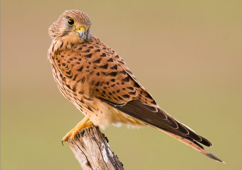 Miradas Birding Doñana, Jaime Blasco