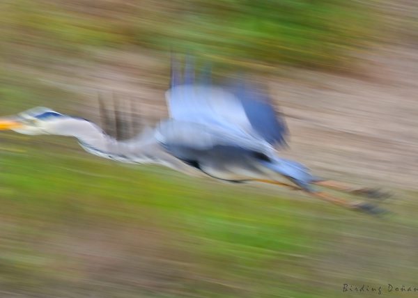 abstracción Birding Doñana, Jaime Blasco