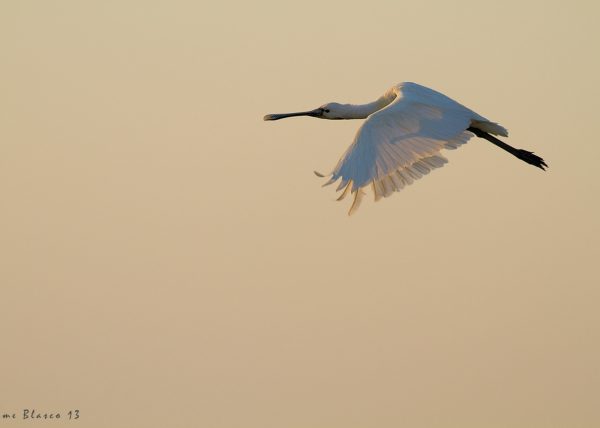 Abstracción I, Birding Doñana, Jaime Blasco