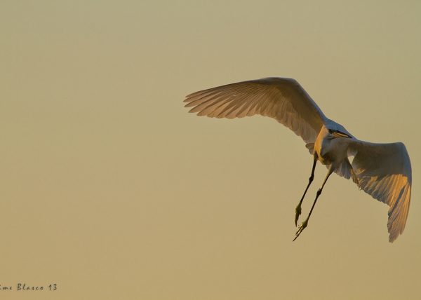 abstracción II Birding Doñana, Jaime Blasco