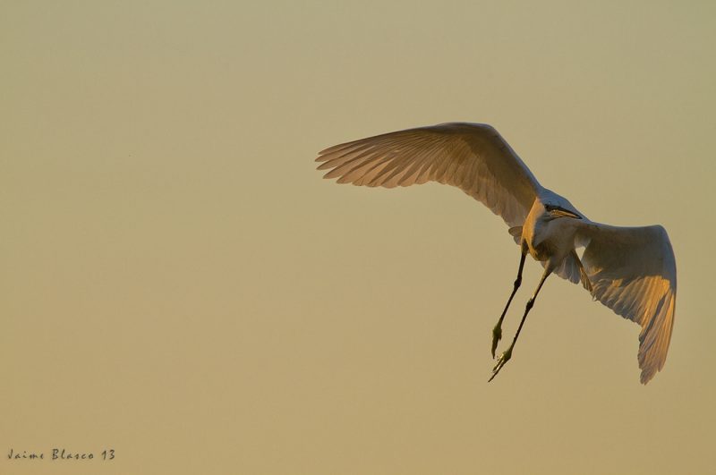 abstracción II Birding Doñana, Jaime Blasco