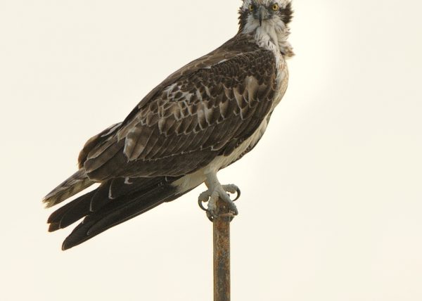 Abstracción de pescadora Birding Doñana, Jaime Blasco