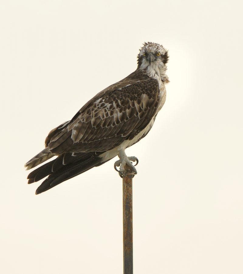 Abstracción de pescadora Birding Doñana, Jaime Blasco