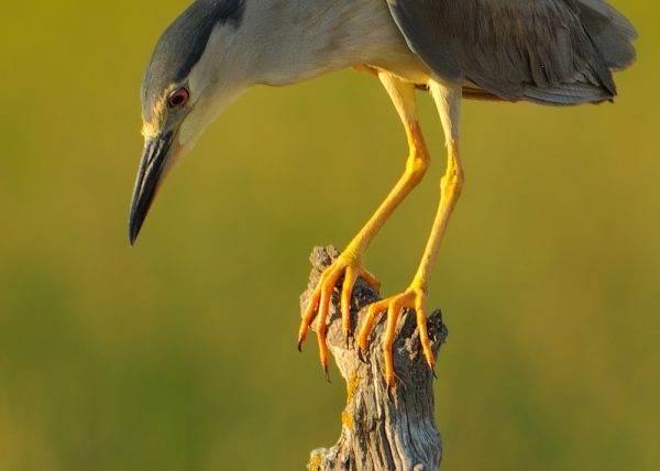 abstracción por el hambre Birding Doñana, Jaime Blasco