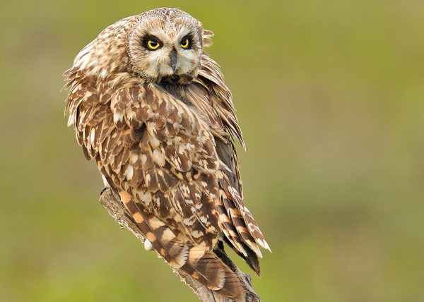 acostada Birding Doñana, Jaime Blasco