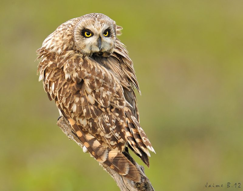 acostada Birding Doñana, Jaime Blasco