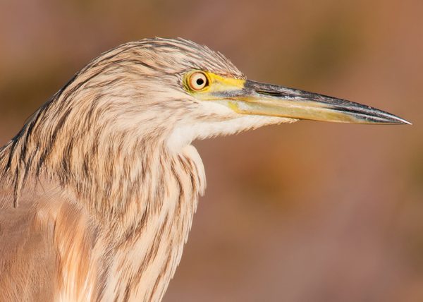 adulto de invierno Birding Doñana, Jaime Blasco