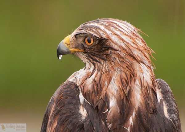 Aguila calzada bajo la lluvia Birding Doñana, Jaime Blasco
