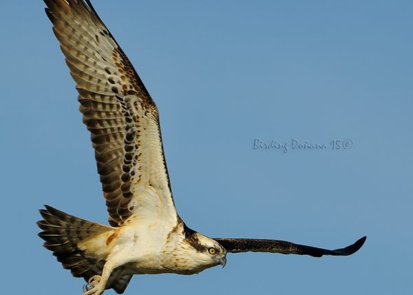 aguila pescadora en vuelo Birding Doñana, Jaime Blasco