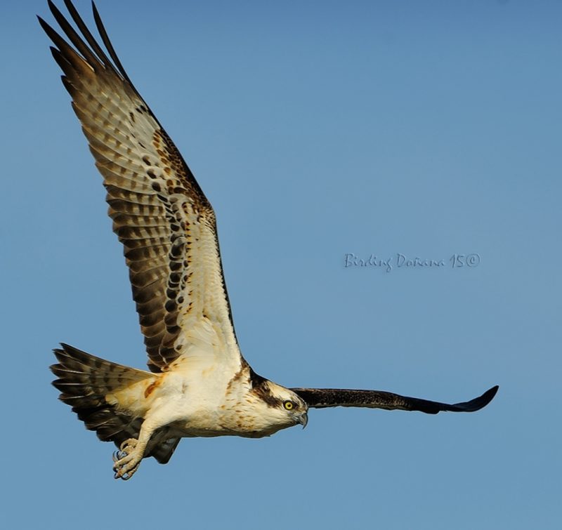 aguila pescadora en vuelo Birding Doñana, Jaime Blasco