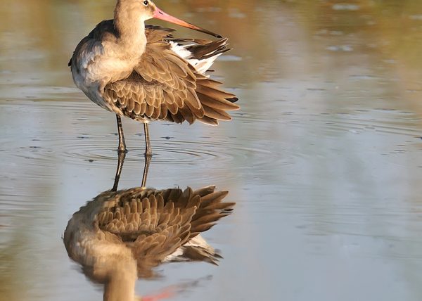 agujas Birding Doñana, Jaime Blasco