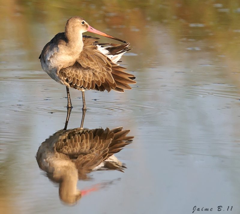 agujas Birding Doñana, Jaime Blasco