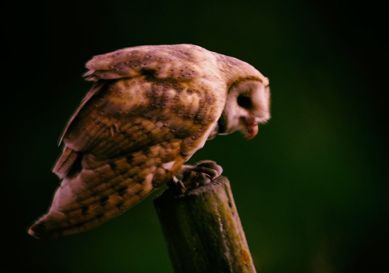 Akelarre Birding Doñana, Jaime Blasco