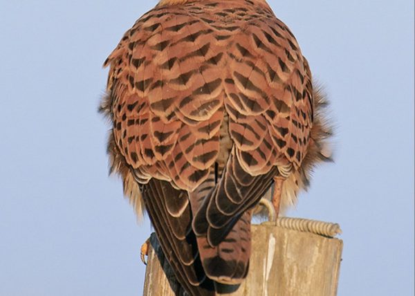 al solete Birding Doñana, Jaime Blasco