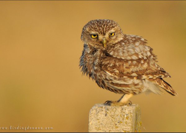 albero Birding Doñana, Jaime Blasco