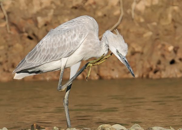 albina Birding Doñana, Jaime Blasco