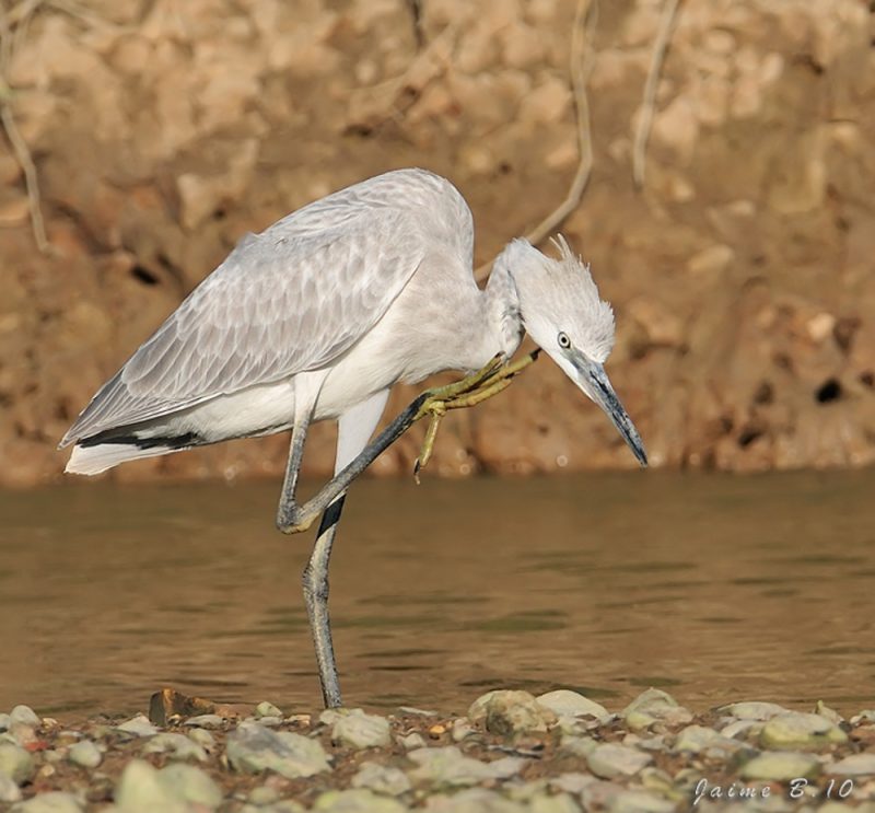 albina Birding Doñana, Jaime Blasco