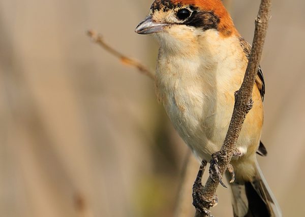 alcaudon Birding Doñana, Jaime Blasco