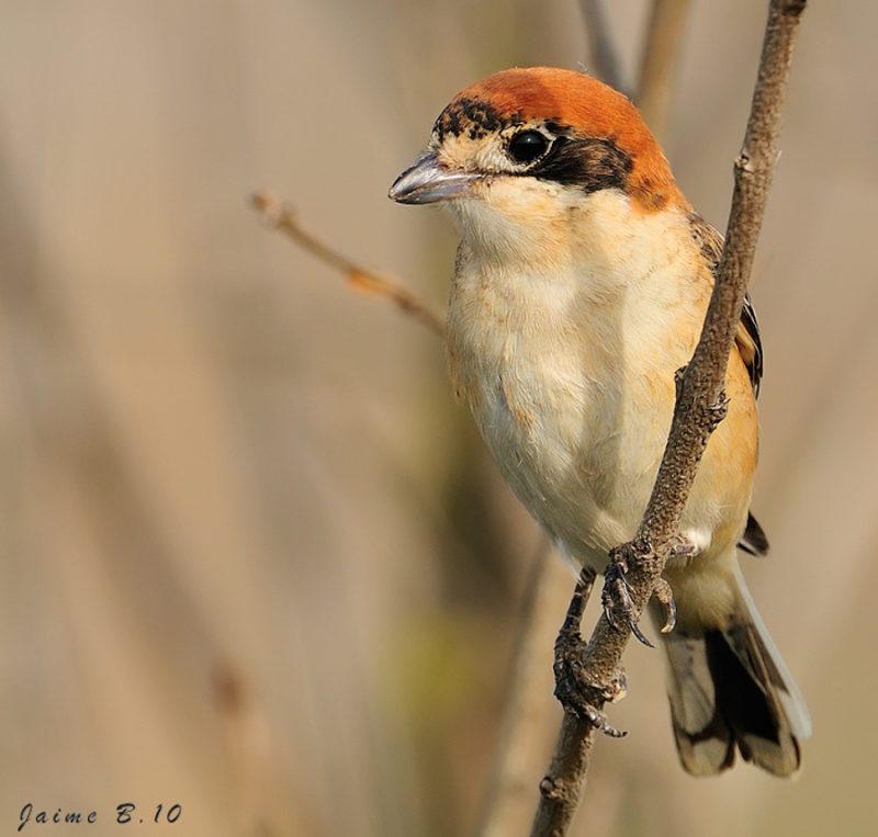 alcaudon Birding Doñana, Jaime Blasco