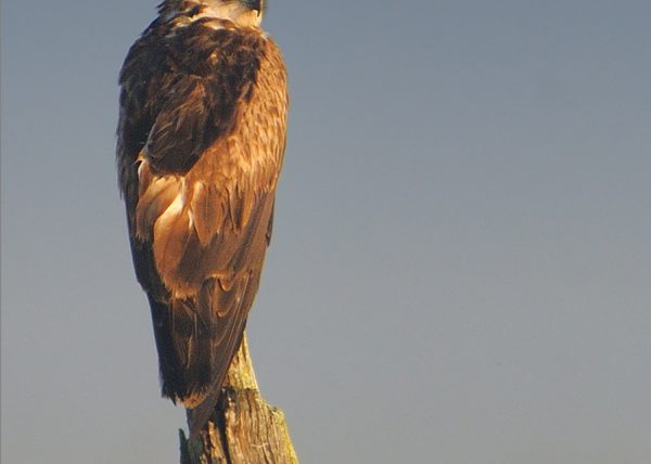 amanecida de niebla Birding Doñana, Jaime Blasco