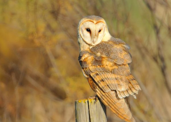 amarillo Birding Doñana, Jaime Blasco