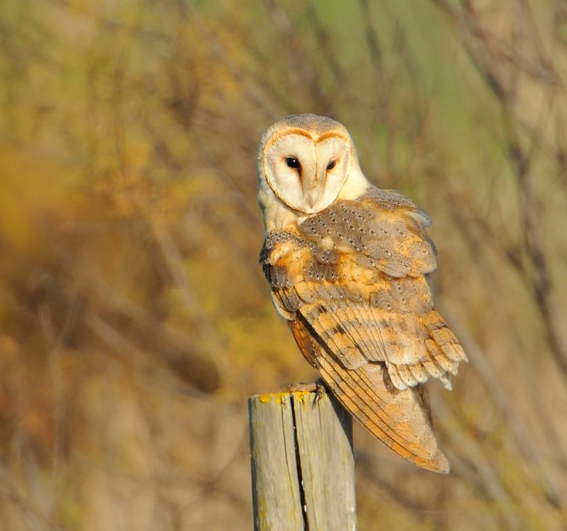 amarillo Birding Doñana, Jaime Blasco