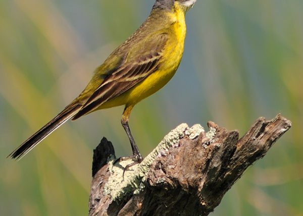 amarillo y verde Birding Doñana, Jaime Blasco