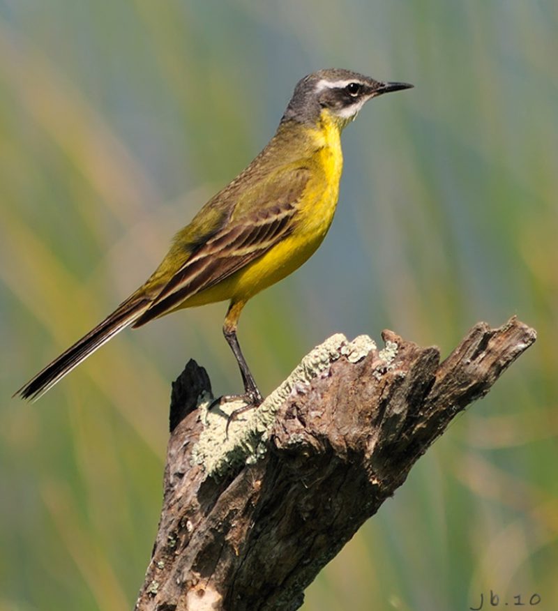 amarillo y verde Birding Doñana, Jaime Blasco