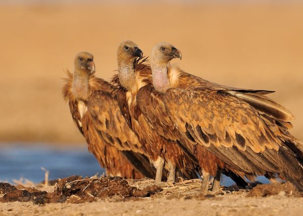 anaranjado Birding Doñana, Jaime Blasco