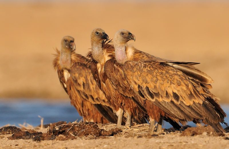 anaranjado Birding Doñana, Jaime Blasco