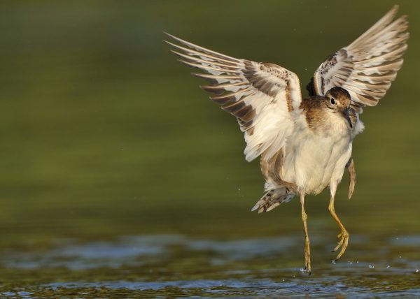 angel Birding Doñana, Jaime Blasco