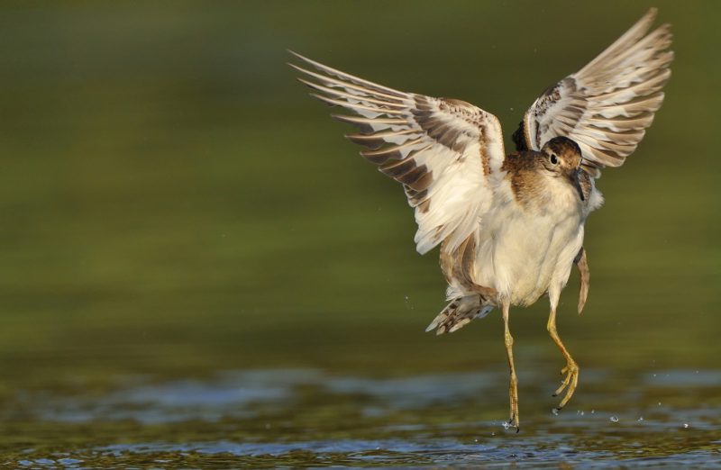 angel Birding Doñana, Jaime Blasco