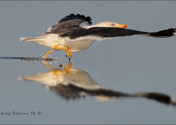 arrancada Birding Doñana, Jaime Blasco