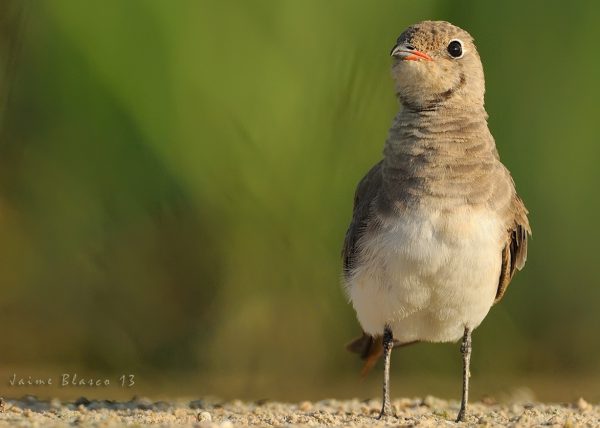 arriba el animo Birding Doñana, Jaime Blasco