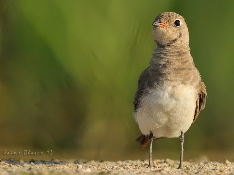 arriba el animo Birding Doñana, Jaime Blasco