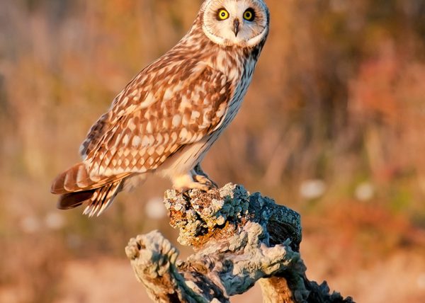 Asio Flammeus Birding Doñana, Jaime Blasco