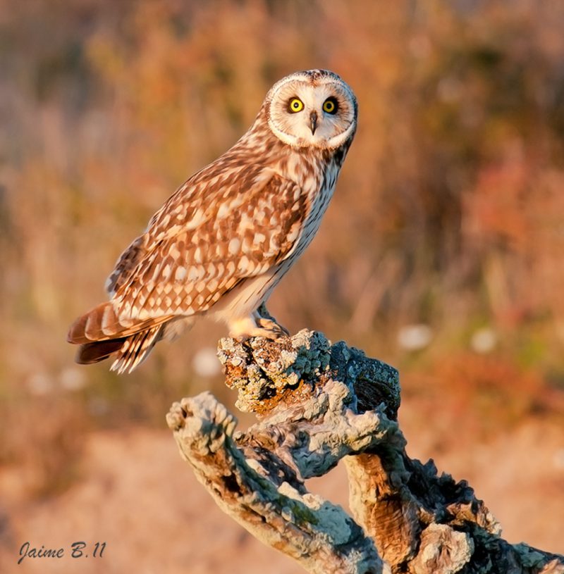 Asio Flammeus Birding Doñana, Jaime Blasco