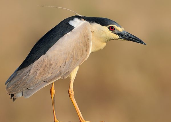 atardecer de verano Birding Doñana, Jaime Blasco