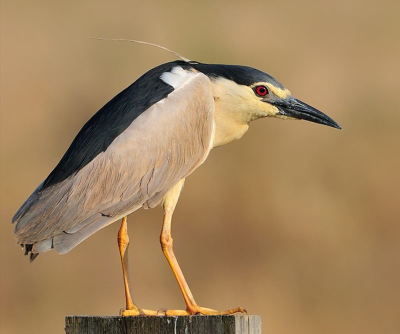 atardecer de verano Birding Doñana, Jaime Blasco