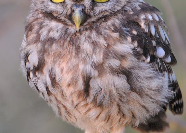 athene Birding Doñana, Jaime Blasco