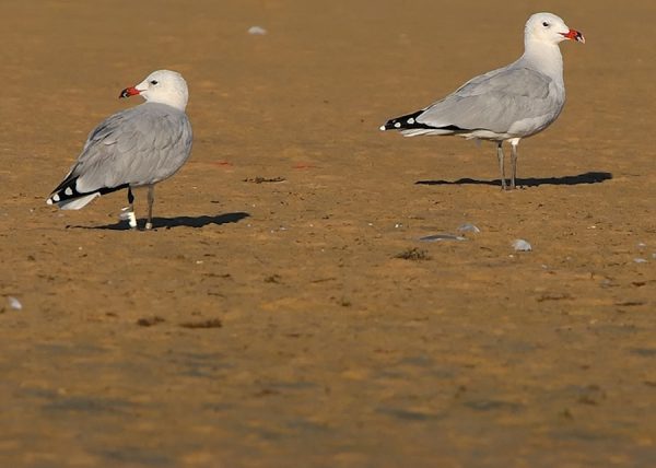 audouin Birding Doñana, Jaime Blasco