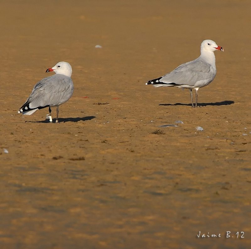 audouin Birding Doñana, Jaime Blasco