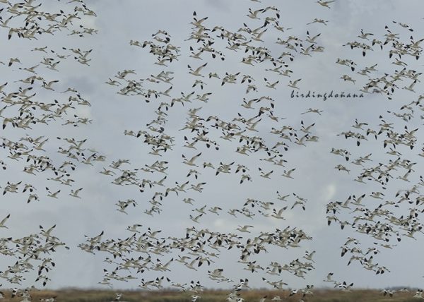 avocetas Birding Doñana, Jaime Blasco