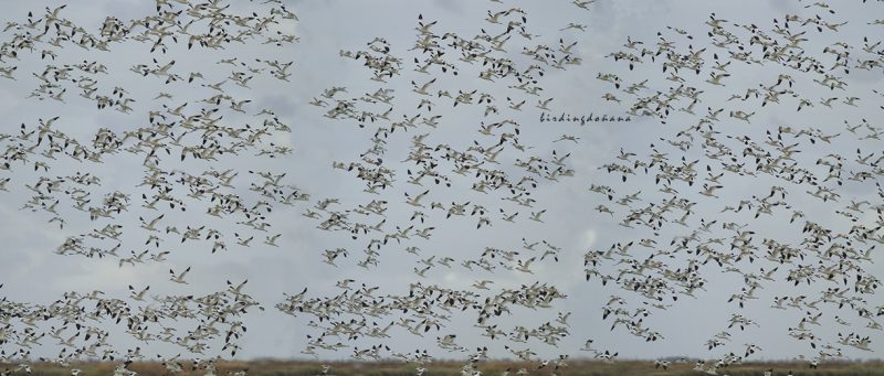 avocetas Birding Doñana, Jaime Blasco