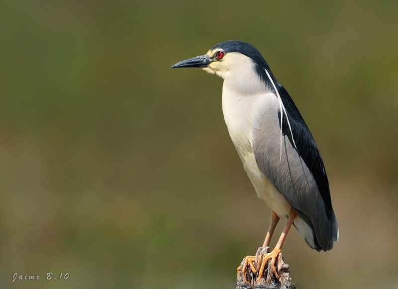 azul martinete Birding Doñana, Jaime Blasco