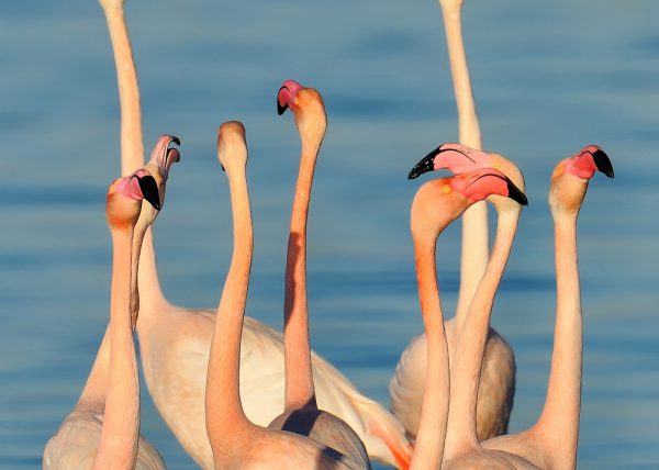 azul y rosa Birding Doñana, Jaime Blasco