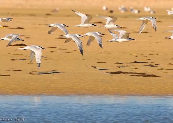 bengali Birding Doñana, Jaime Blasco