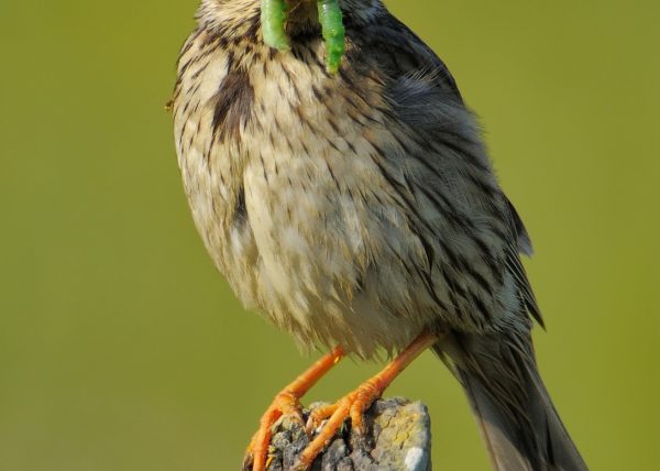 Bigotes Birding Doñana, Jaime Blasco